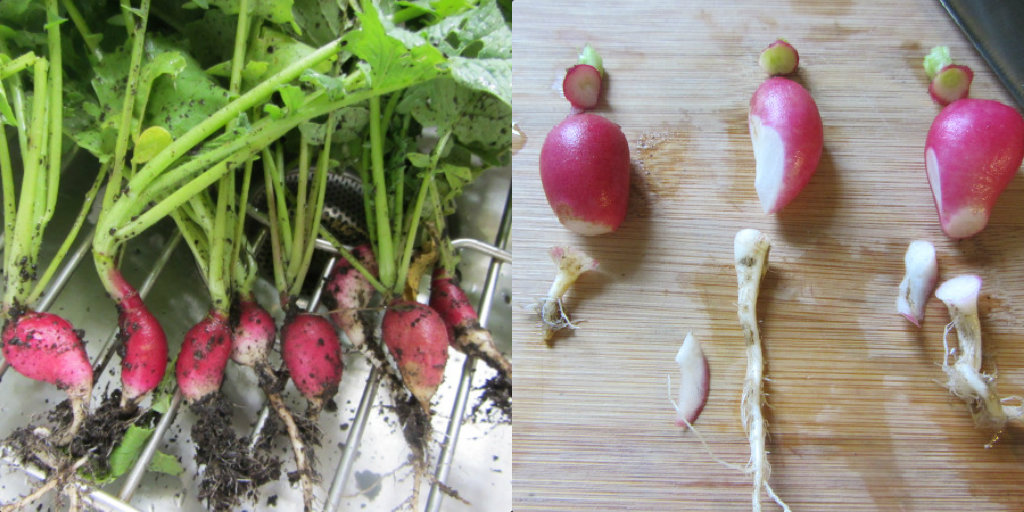 radish two pics